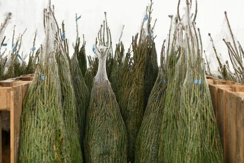 Christmas trees wrapped in a plastic nets Stock-Fotos