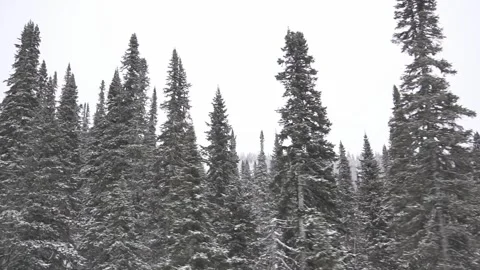 Christmas trees03 Stock Footage 284838373