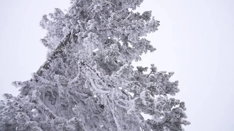 Christmas trees06 Stock Footage 284838434
