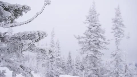 Christmas trees08 Stock Footage 284838463