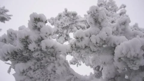 Christmas trees12 Stock Footage 284838486