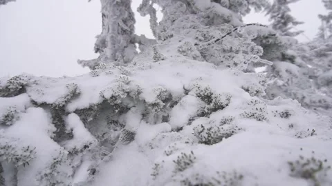 Christmas trees14 Stock Footage 284838516