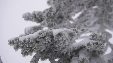 Christmas trees17 Stock Footage 284838525