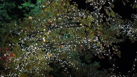 Christmas twinkle lights outside tree at night 動画素材 96539982