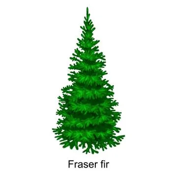 Christmas vector tree like fraser fir for New year celebration without holi.. Stock Illustration
