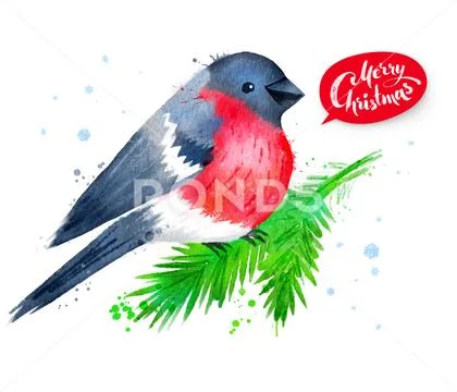 Christmas watercolor illustration of bullfinch Stock Illustration