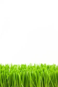 Christmas wheat, grass isolated on white background. Stock Photos