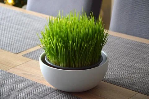 Christmas wheat grass on the table Foto stock