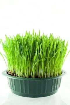 Christmas wheat Stock Photos