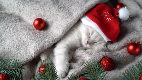 Christmas white kitten in a cap with a caramel cane in its paw, on a gray Stock Footage 166125537