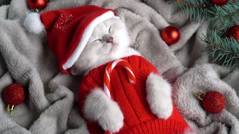 Christmas white kitten in a red sweater and cap with a caramel cane in its paw Stock Footage 223695802