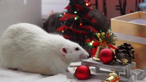 Christmas white rat Stock Footage 108788460