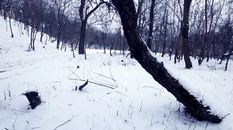 Christmas winter backgrounds landscape concept and idea shot Stock-Footage 32253276