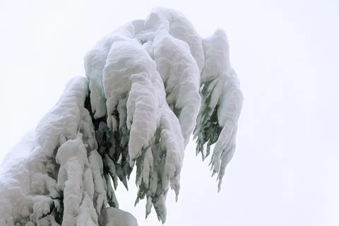 Christmas in winter with copy space. Stock Photos