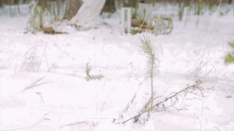 Christmas Winter Decorations in the Forest Video stock 61350426
