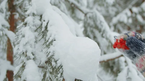 Christmas in the winter forest Stock-Footage 116653124