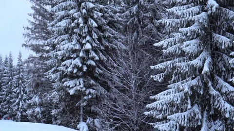 Christmas winter landscape Stock-Footage 73481986