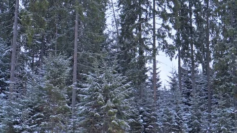 Christmas winter landscape Stock-Footage 74350538