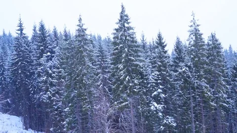 Christmas winter landscape Stock-Footage 74351825