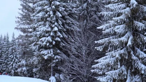 Christmas winter landscape Stock-Footage 74351867