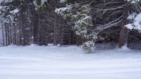 Christmas winter landscape Stock-Footage 74351882