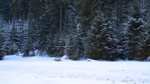 Christmas winter landscape Stock-Footage 75701077