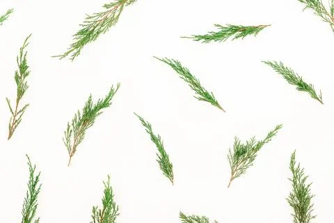 Christmas winter pattern with tree branches on white background. New Year bac Stock-Fotos