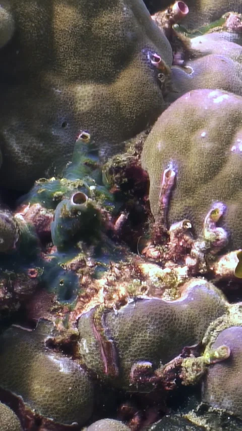 Christmas Worms and Corals Thrive in Waters of the Philippines Stock-Footage 321049955