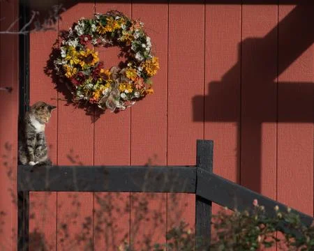 Christmas wreath cat Stock Photos