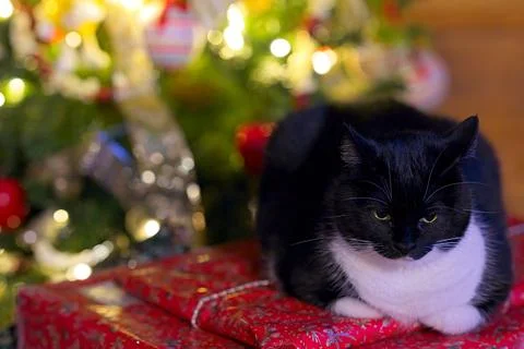 ChristmasCat&amp;Presents Stock Photos