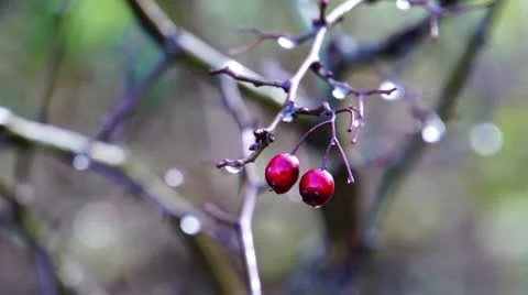 Christmass berries Stock-Footage 21893330