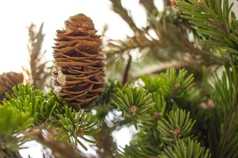 Christmass pine tree branches with cone in forest on white. Christmass and New Stock Photos
