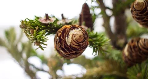 Christmass pine tree branches in forest on white. Christmass and New Year winter Stock Photos