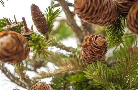 Christmass pine tree branches in forest on white. Christmass and New Year winter Stock Photos