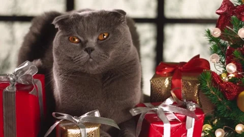 Christmass00007236 Stock Footage 243726920