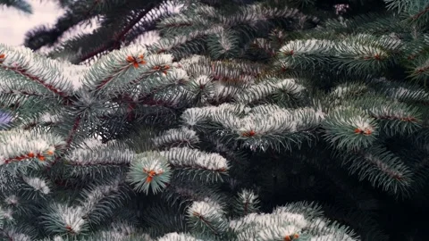 Christmass00007675 Stock Footage 243726919