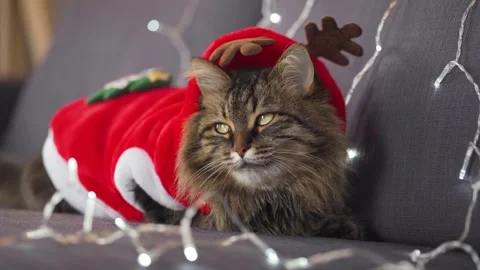 Christmass00012140 Stock Footage 243727304