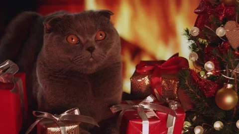 Christmass00023527 Stock Footage 243727513