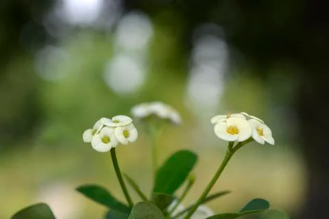 Christs thorn Stock Photos