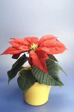 Christstern Stock Photos