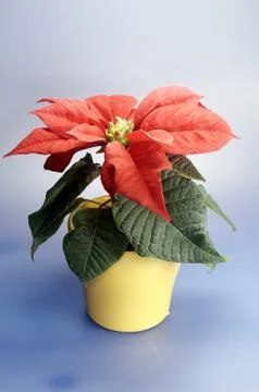 Christstern 写真素材
