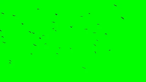 Chroma key birds crow flok in skyes silhouettes Stock Footage 98480938