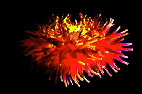 Chroma720 matrixstar right Vidéo 8532197