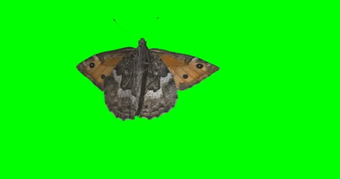 Chromakey green screen isolated butterfly Loop ready video Stock Footage