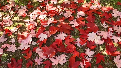 Chromatic magic of the autumn Stock Footage 91826715