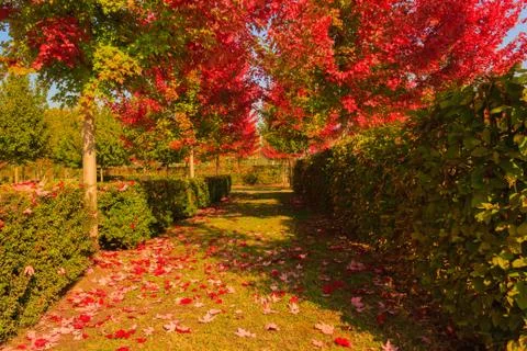 Chromatic magic of  the autumn Stock-Fotos