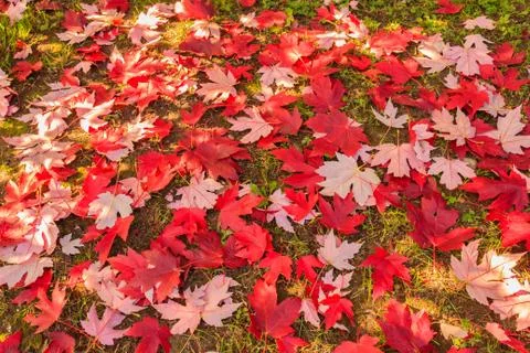 Chromatic magic of the autumn Stock Photos