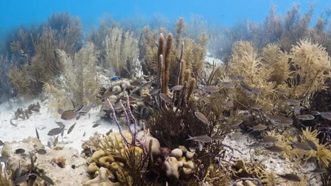 Chromis notata schooling over stunning coral reef 4K Stock Footage 294391559