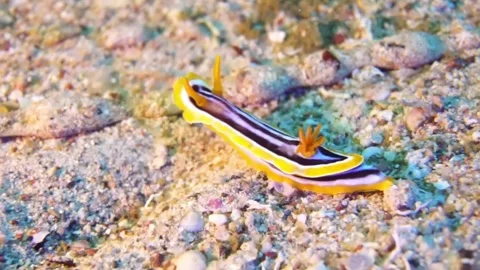 Chromodorididae Stock Footage 311300349