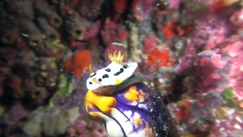 Chromodoris Dianae nudibranch on sponge Video stock 78838449